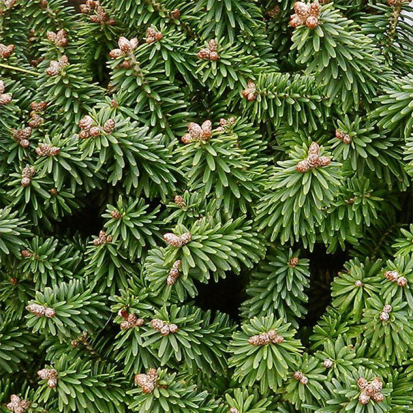 Abies Balsamea Piccolo - Sapin Baumier Nain Et Rond à Bourgeons Bruns