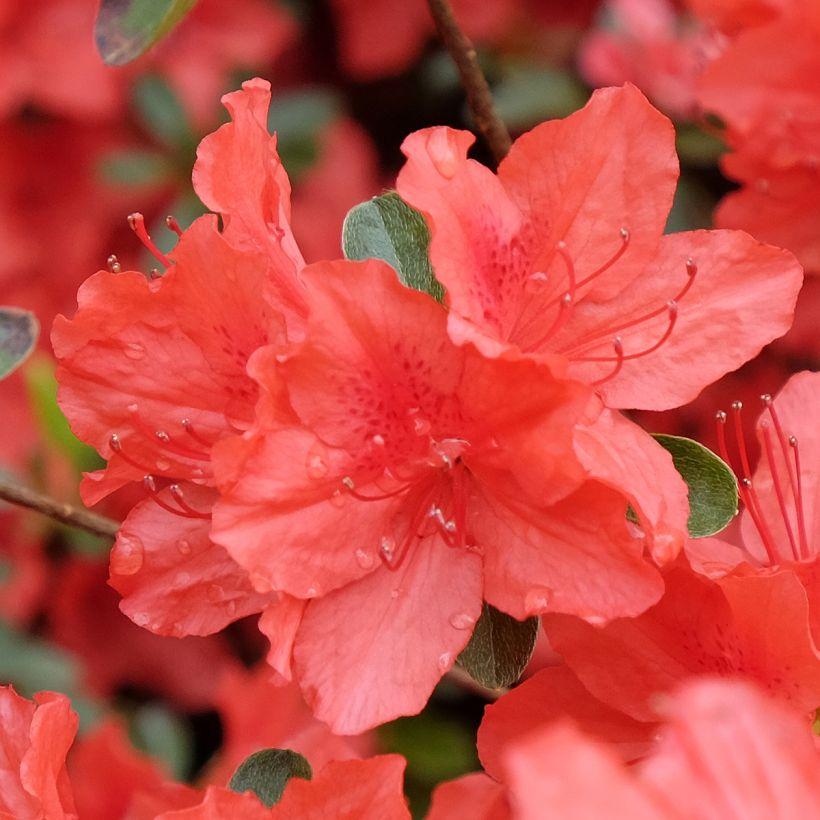 Azal E Du Japon Orange Beauty Rhododendron Arbuste Persistant