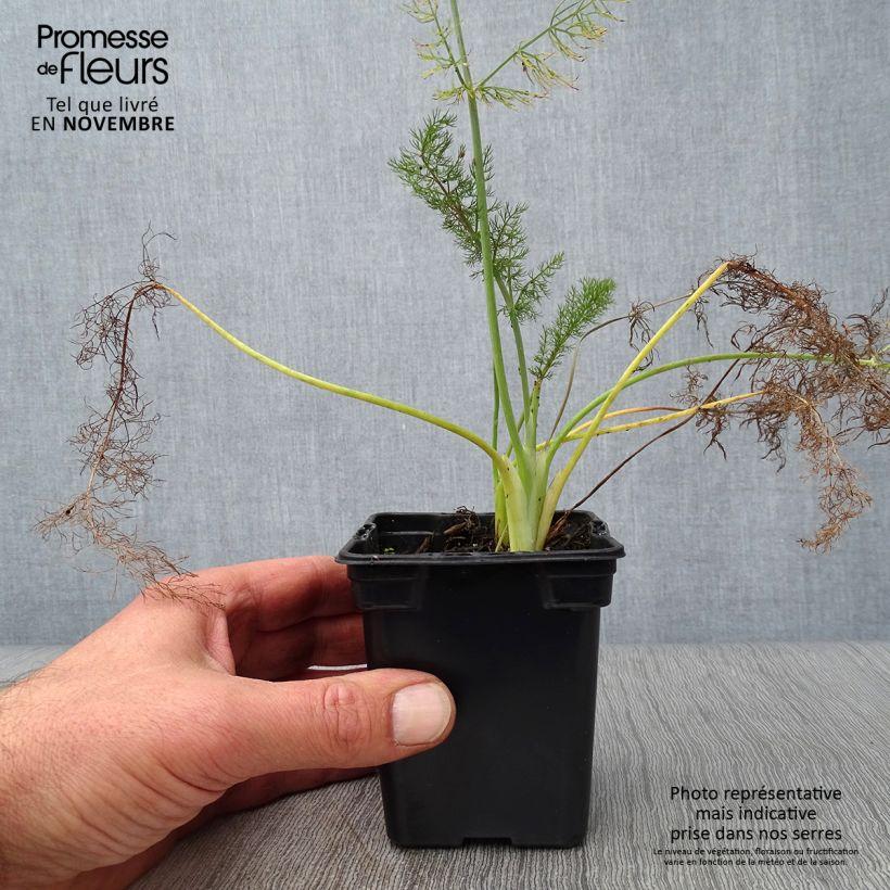 Fenouil bronze - Foeniculum vulgare Giant Bronze - Une grande vivace ...