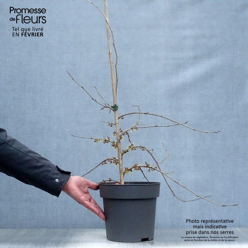 Hamamelis japonica Pendula – Port pleureur et floraison hivernale jaune