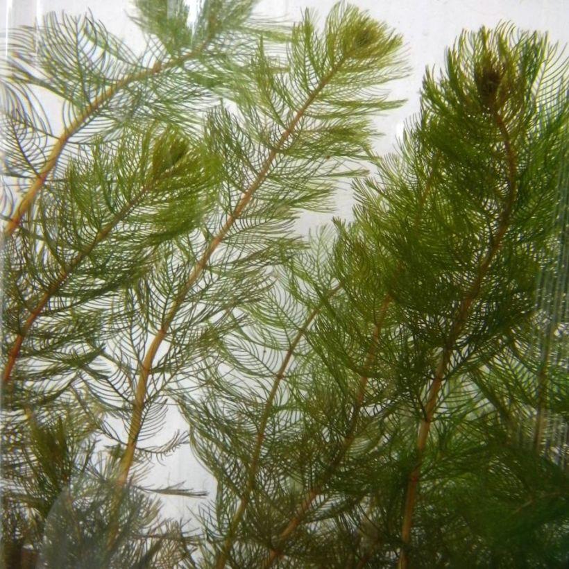 Myriophyllum Spicatum - Myriophylle En épis - Vivace Submergée Au ...