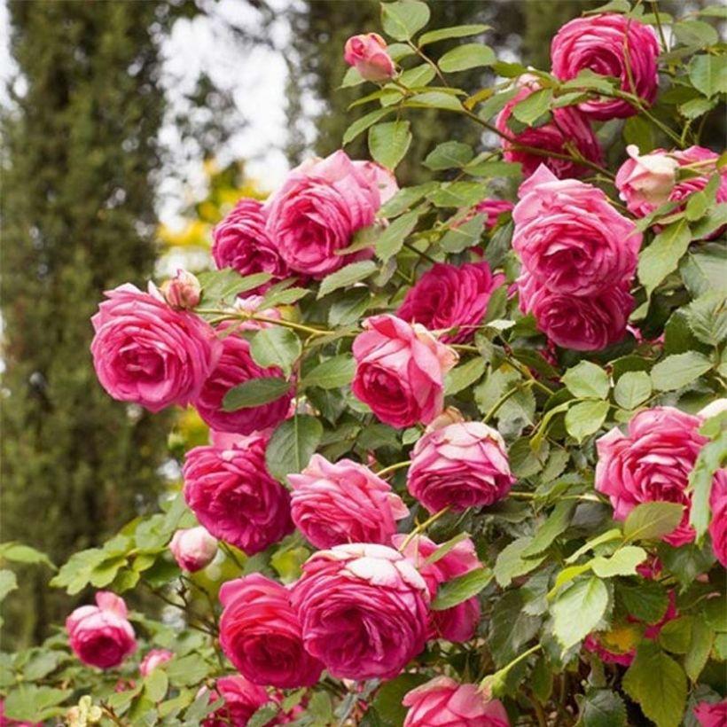 Rosa Cyclamen Pierre De Ronsard Margaret Mae Rosier Grimpant