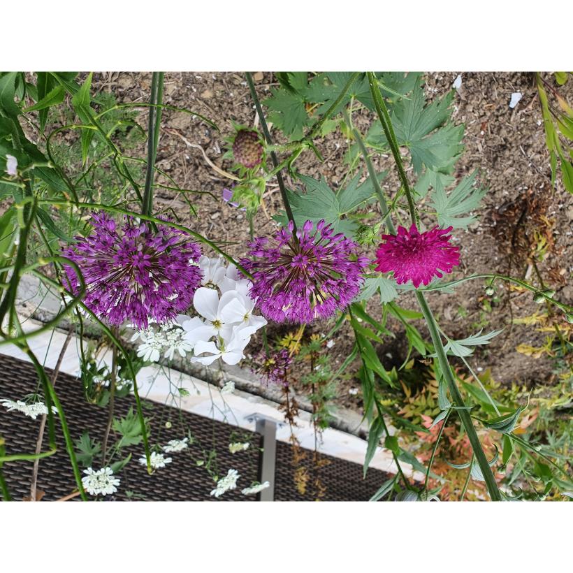 Allium Purple Sensation Ail D Ornement Fleurs Violet Pourpre En Boule