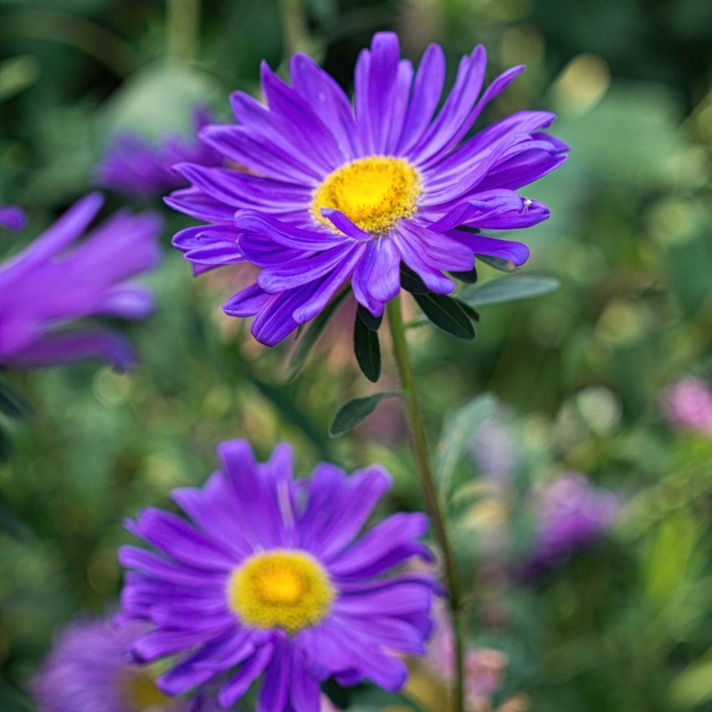 Asters